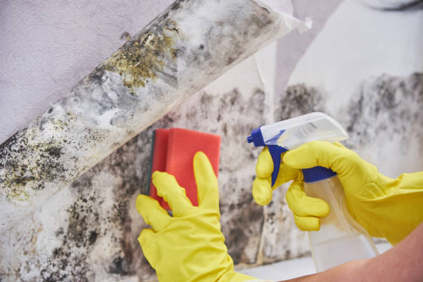 Best Basement Mold Removal in USA